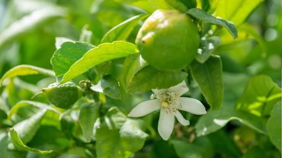 Flower Drop Without Fruit