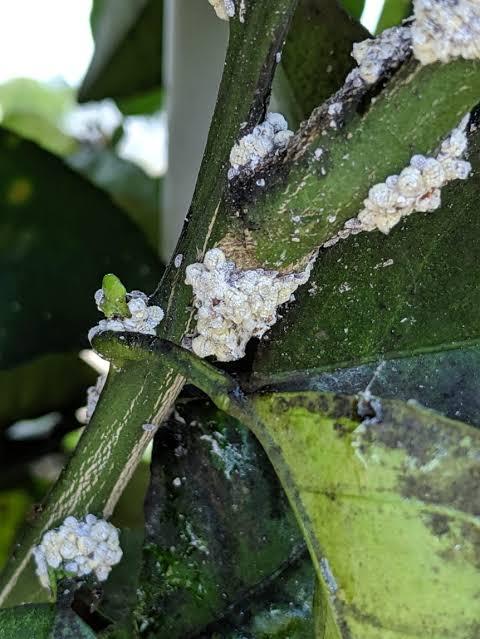 Scale or Mealybugs