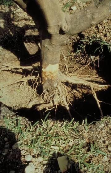 Root Rot