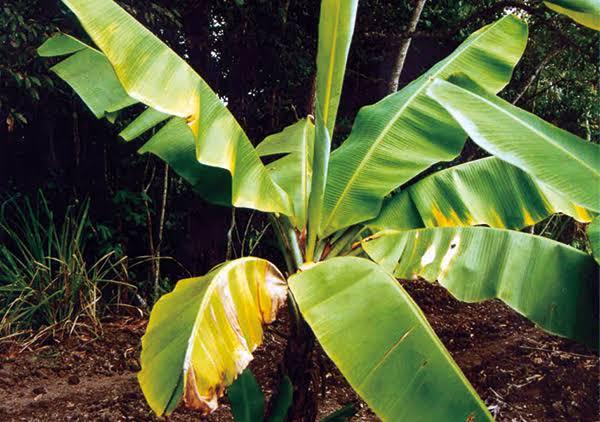 Yellowing Lower Leaves