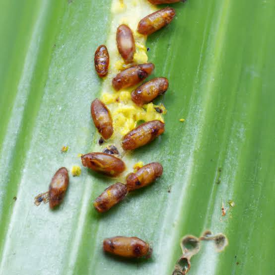 Spider Mites and Thrips