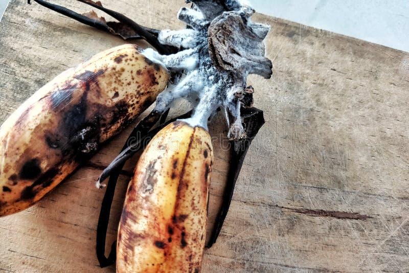 Mold on Soil Surface