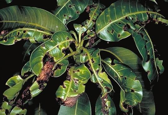 Anthracnose (Black Spots on Fruit and Leaves)