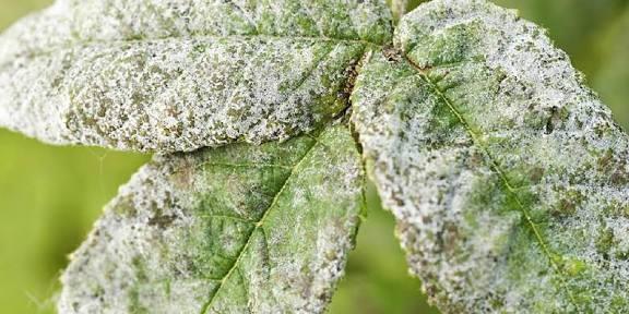 Powdery Mildew (White Powder on Leaves)