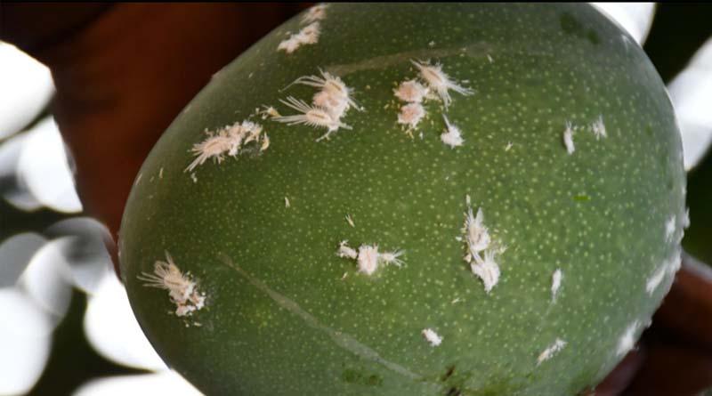 Spider Mites and Mealybugs
