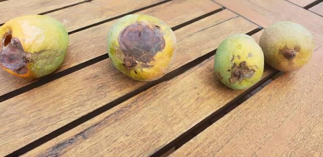 Fruit Drop Before Ripening