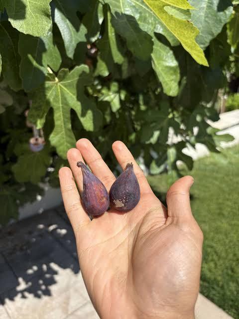 Fruit Drop or No Fruit