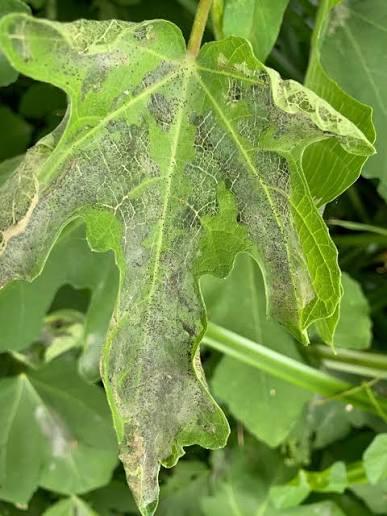Spider Mites or Scale