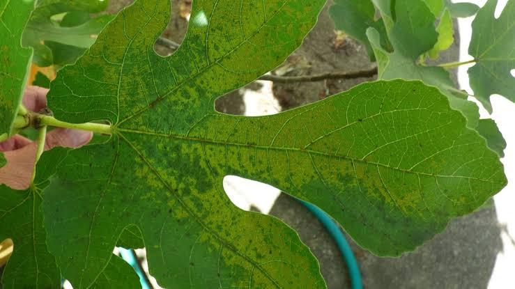 Fig Mosaic Virus