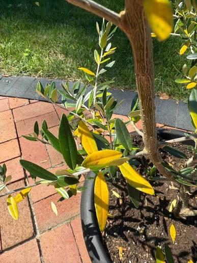 Yellow Leaves or Leaf Drop