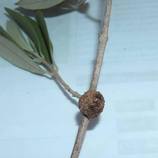 Olive Knot (Bacterial)