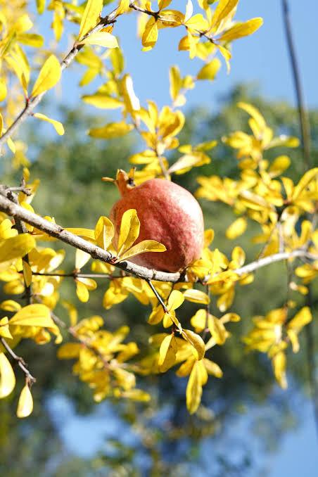 Yellow Leaves or Fruit Drop