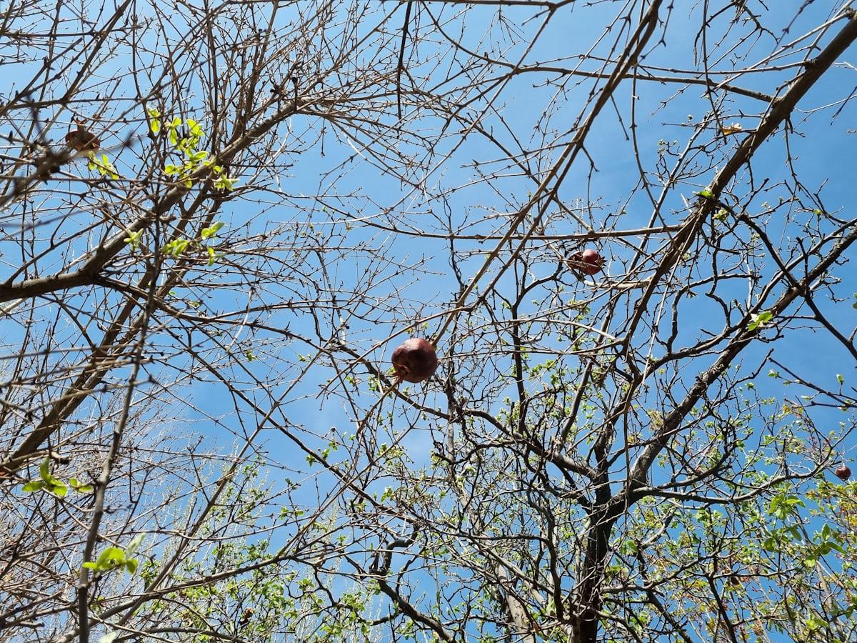 No Flowering or Fruit