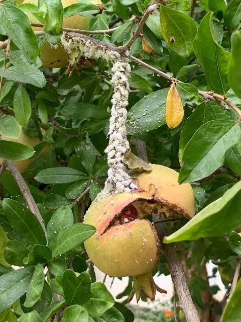 Scale Insects or Mealybugs