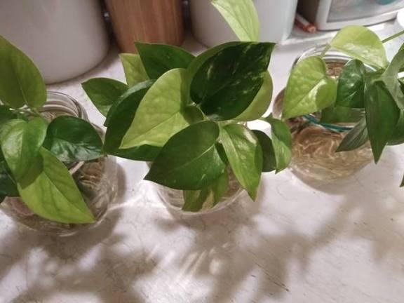 Pale or Small Leaves