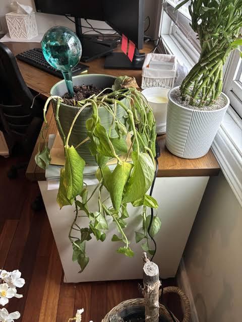 Wilting or Drooping Vines