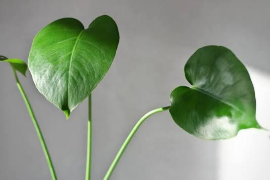 No Fenestrations Forming