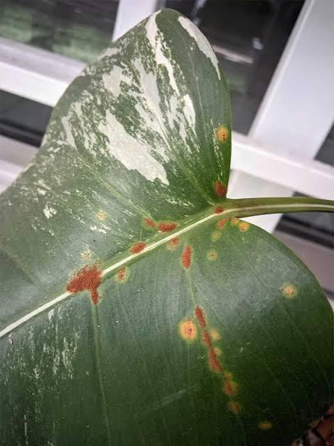 Leaf Spot Diseases