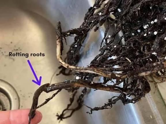 Root Rot