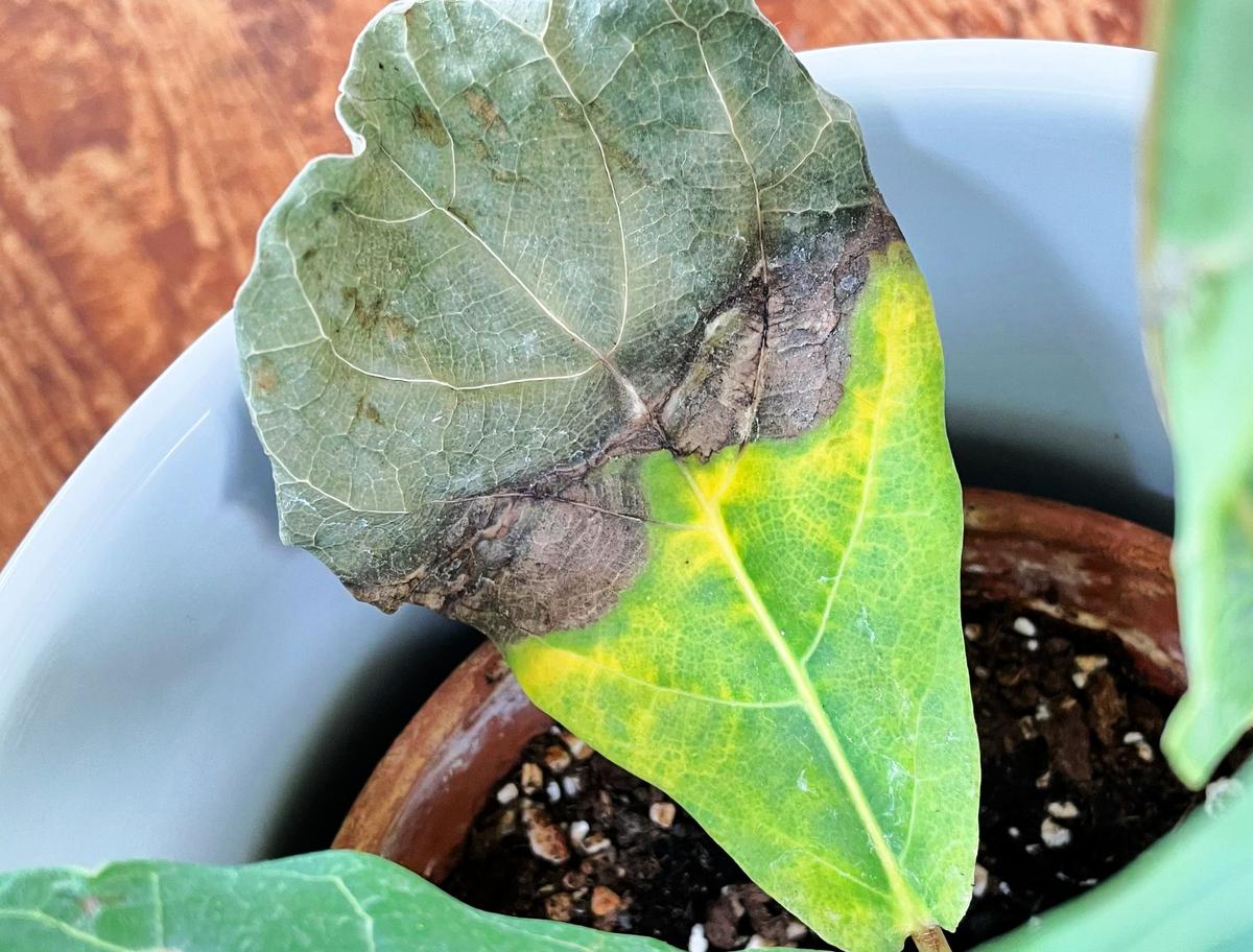 Brown Spots on Leaves