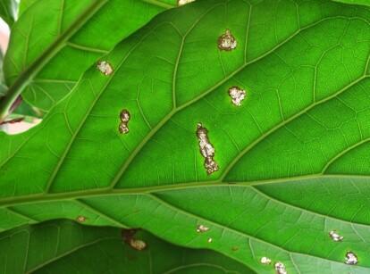 Spider Mites or Scale Insects