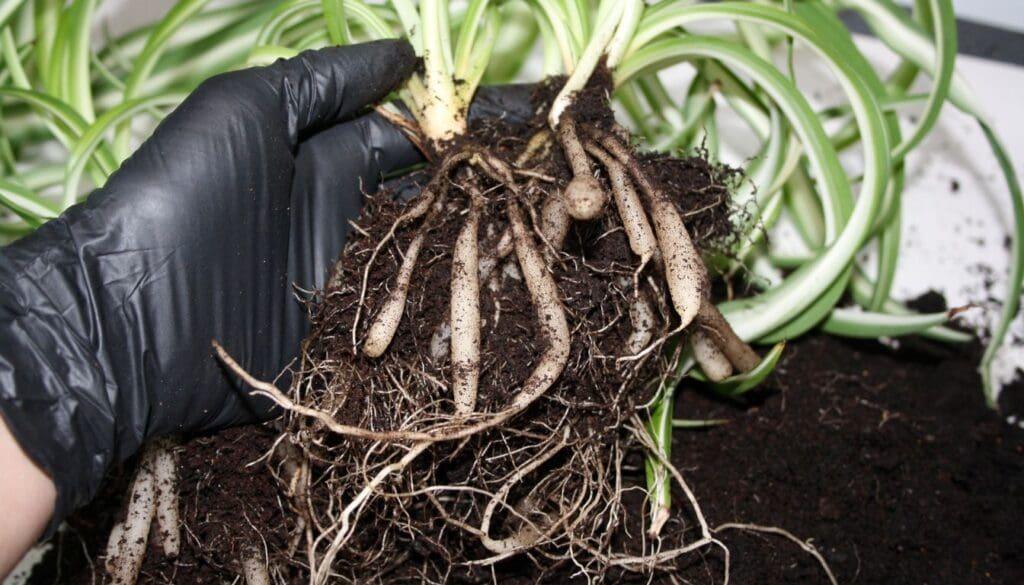 Root Rot