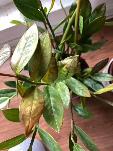 Brown, Crispy Leaf Tips