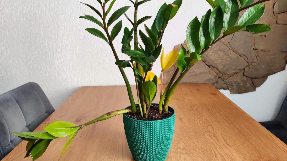 Drooping, Wilting Leaves