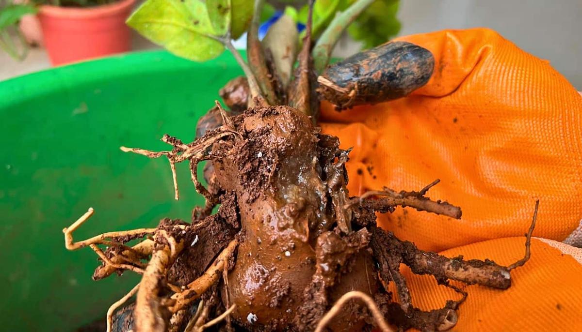 Root Rot