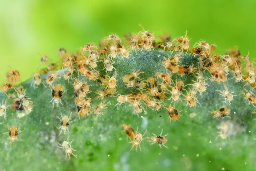 Spider Mites