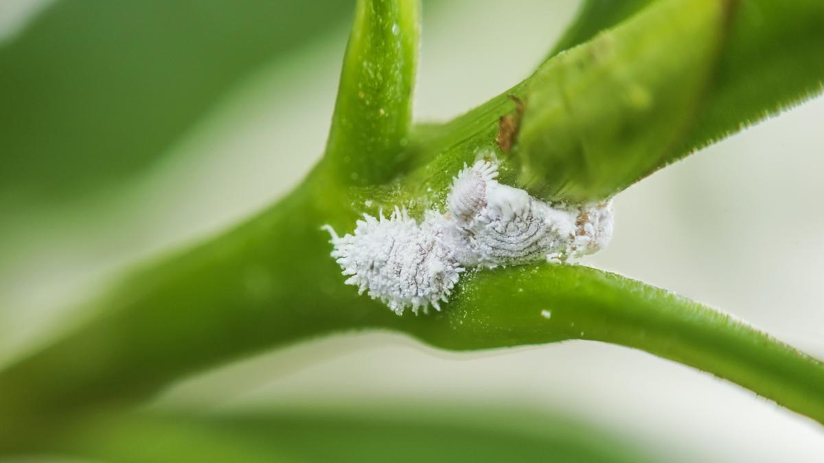 Mealybugs and Scale