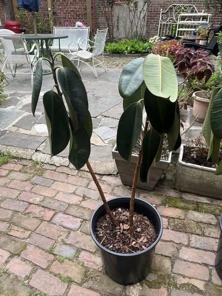 Leggy, Stretched Growth