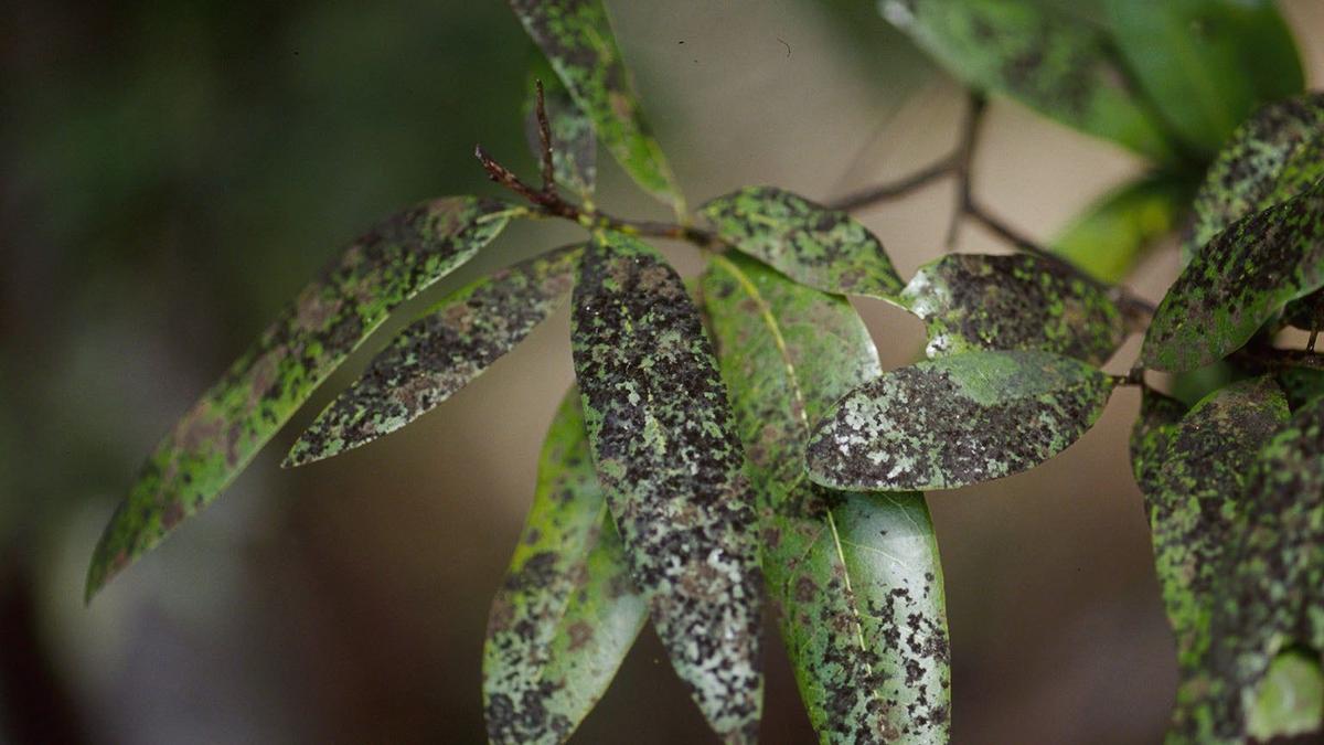 Sticky Residue or Sooty Mold