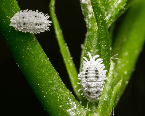 Mealybugs and Scale