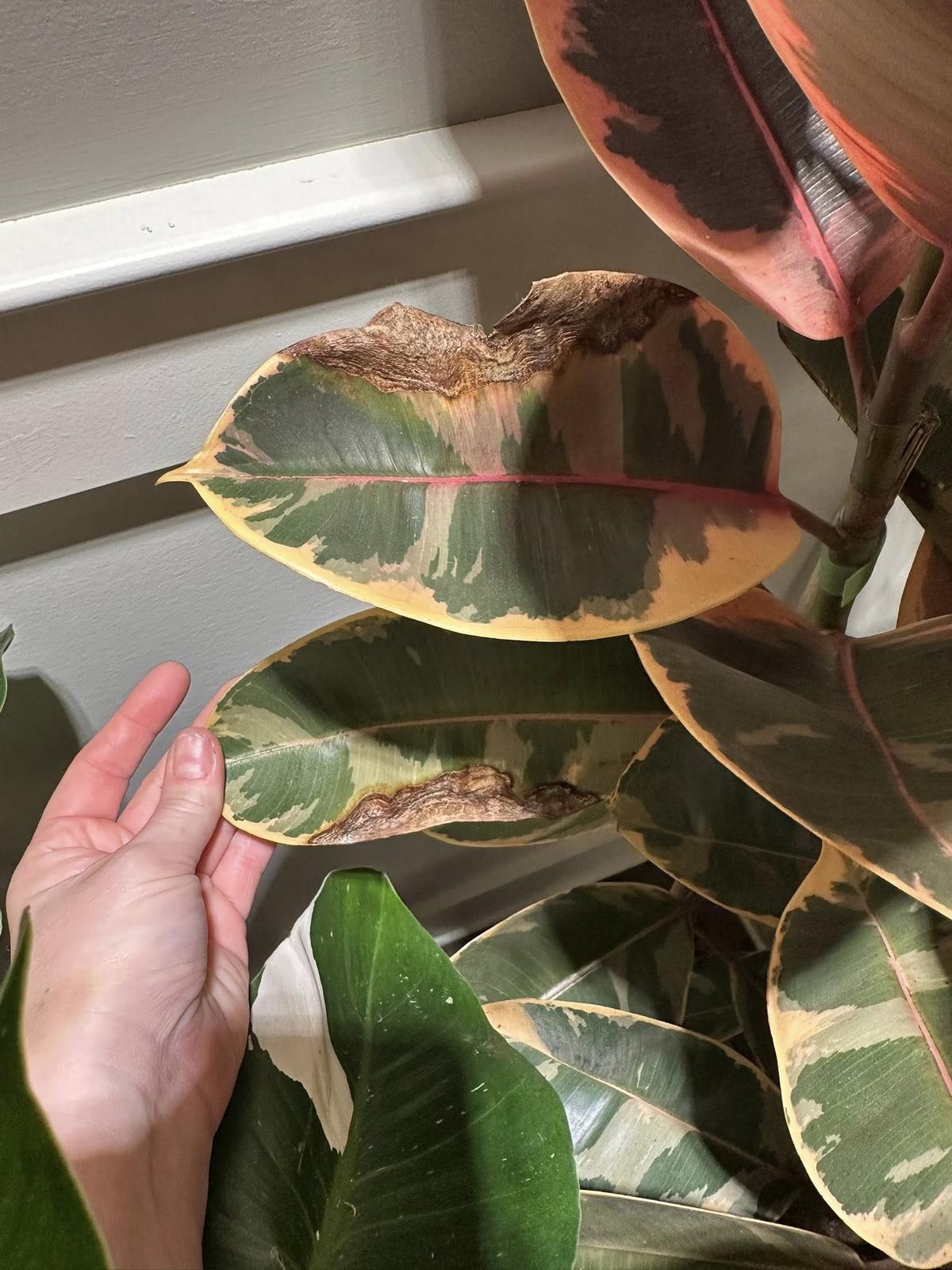 Brown, Crispy Leaves