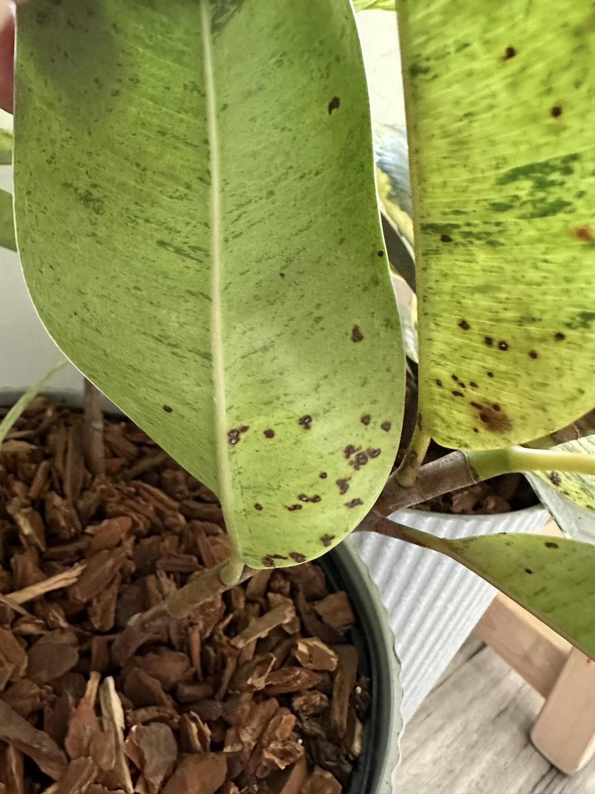 Fungal Leaf Spots