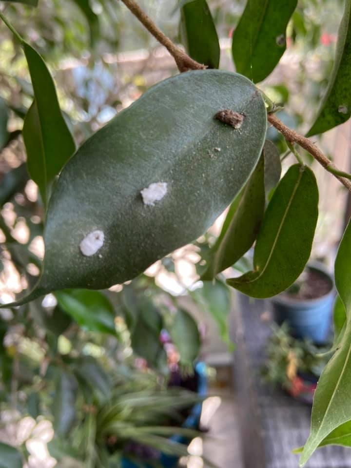 Scale Insects and Mealybugs