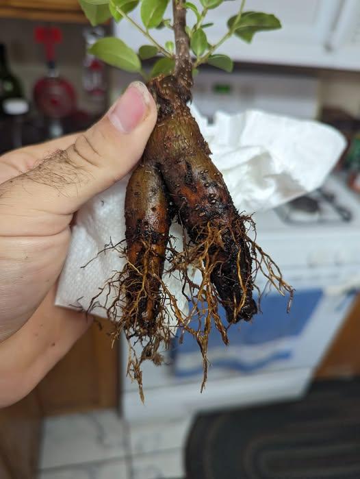 Root Rot