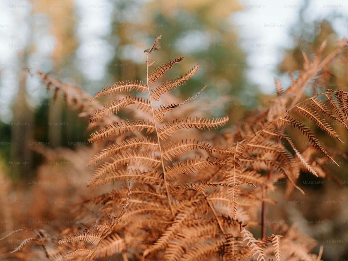 Brown, Crispy Fronds