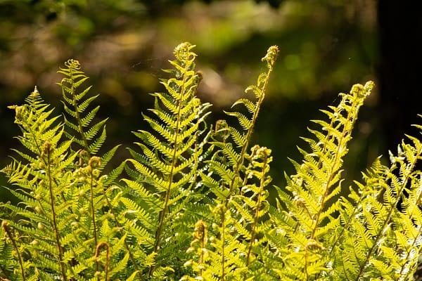 Yellow Fronds