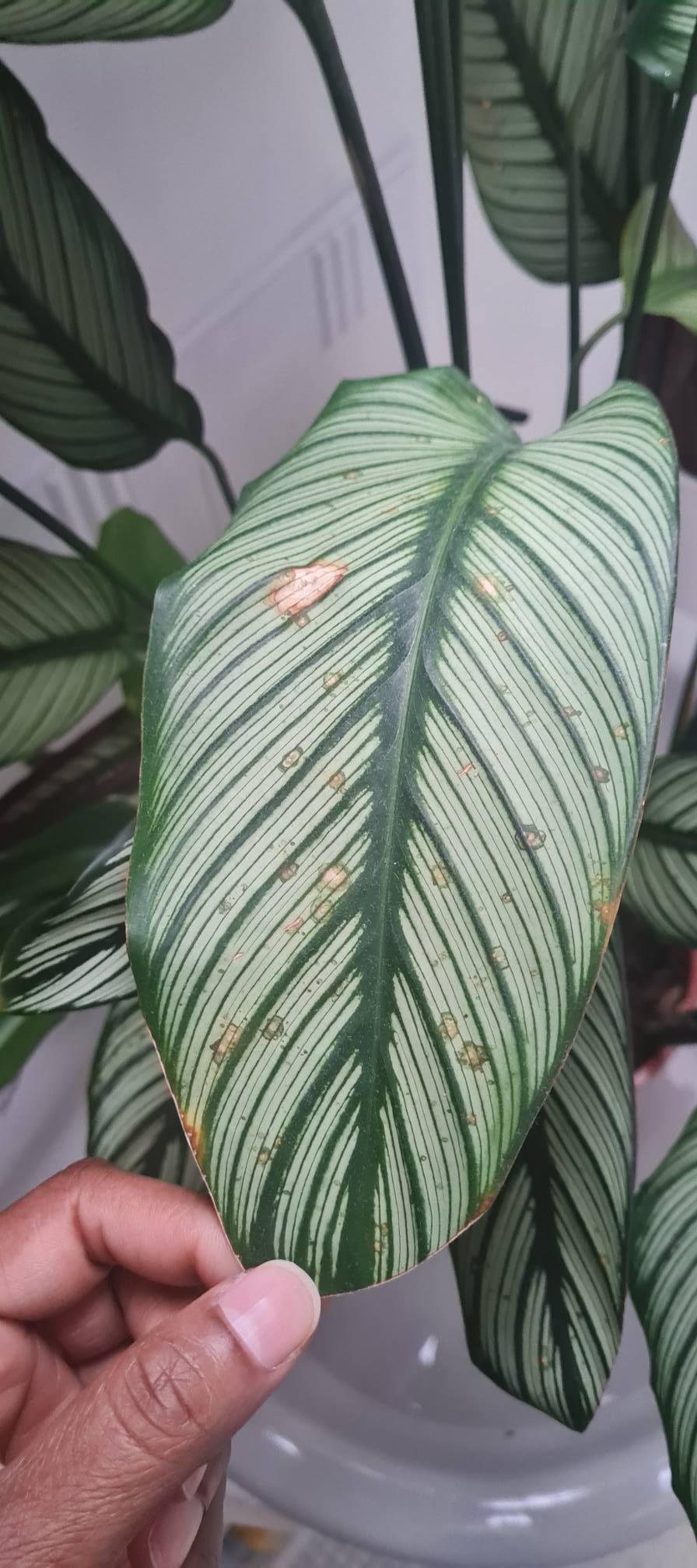 Leaf Spots