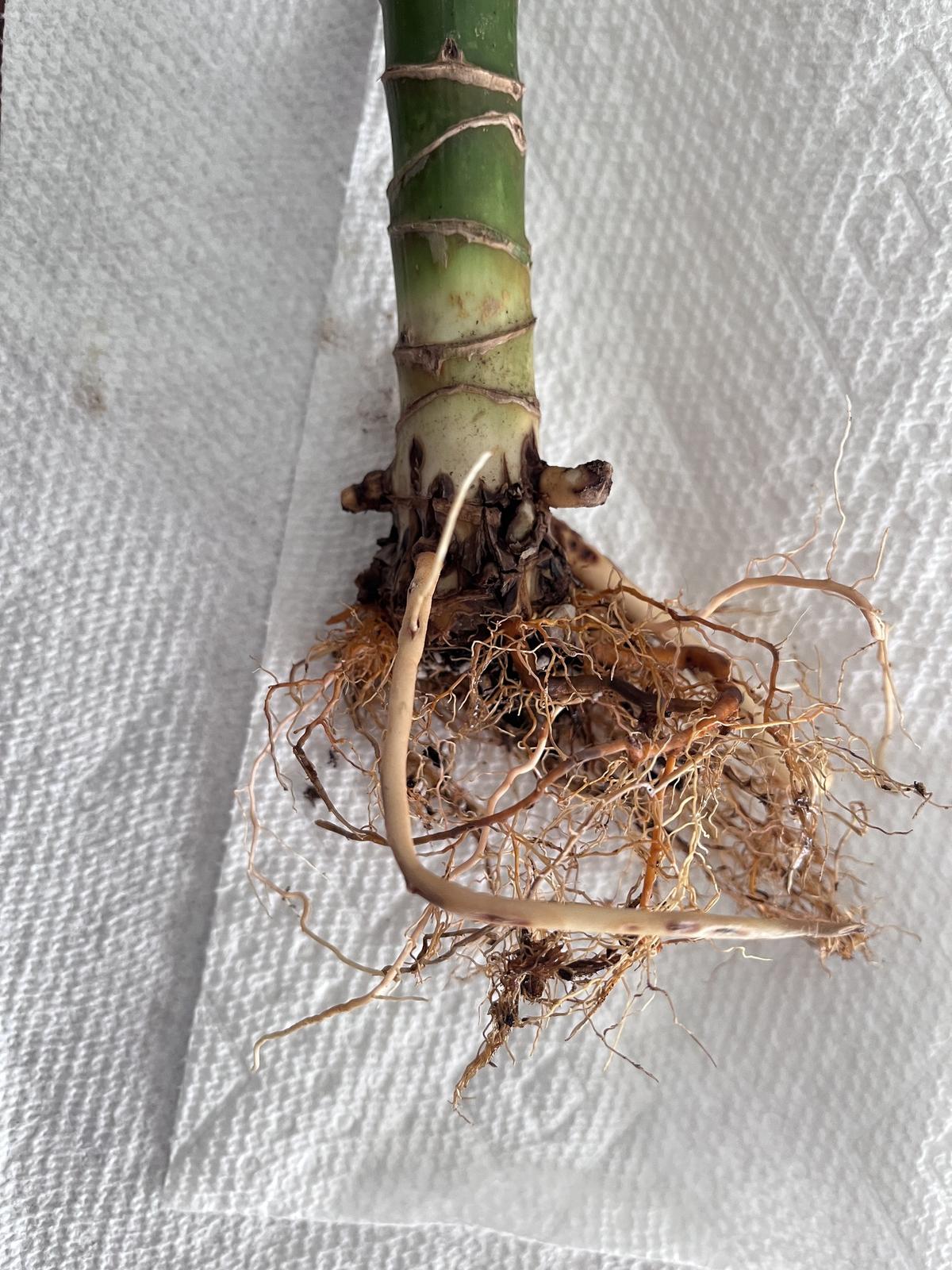 Root Rot