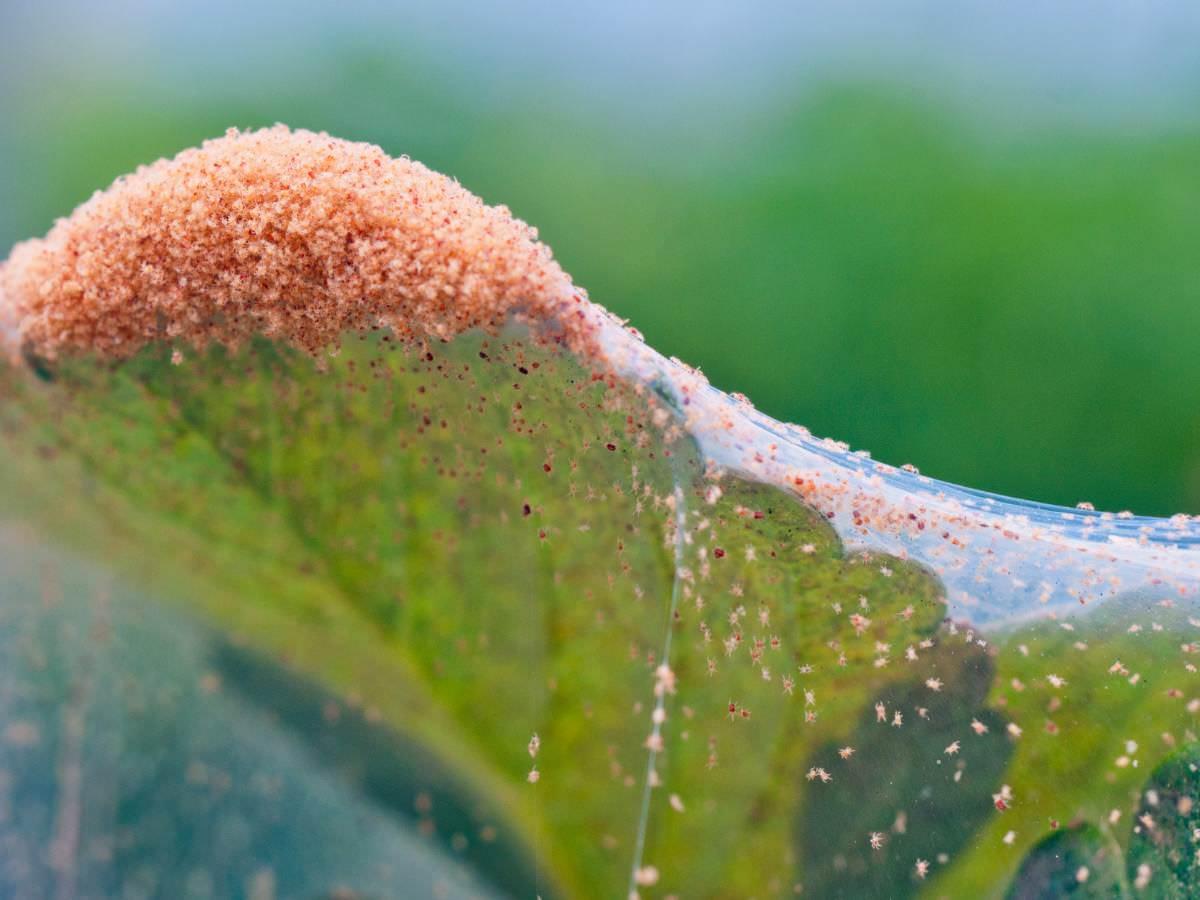 Spider Mites
