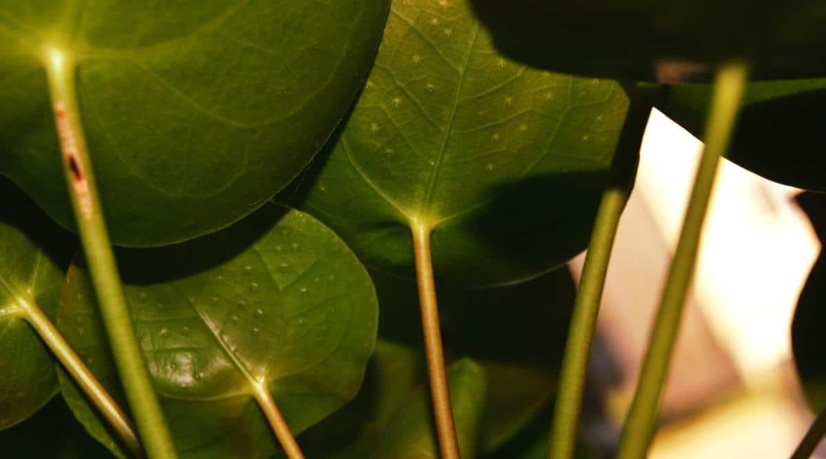 White Spots on Leaves