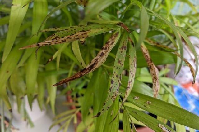 Brown Spots or Fungal Patches