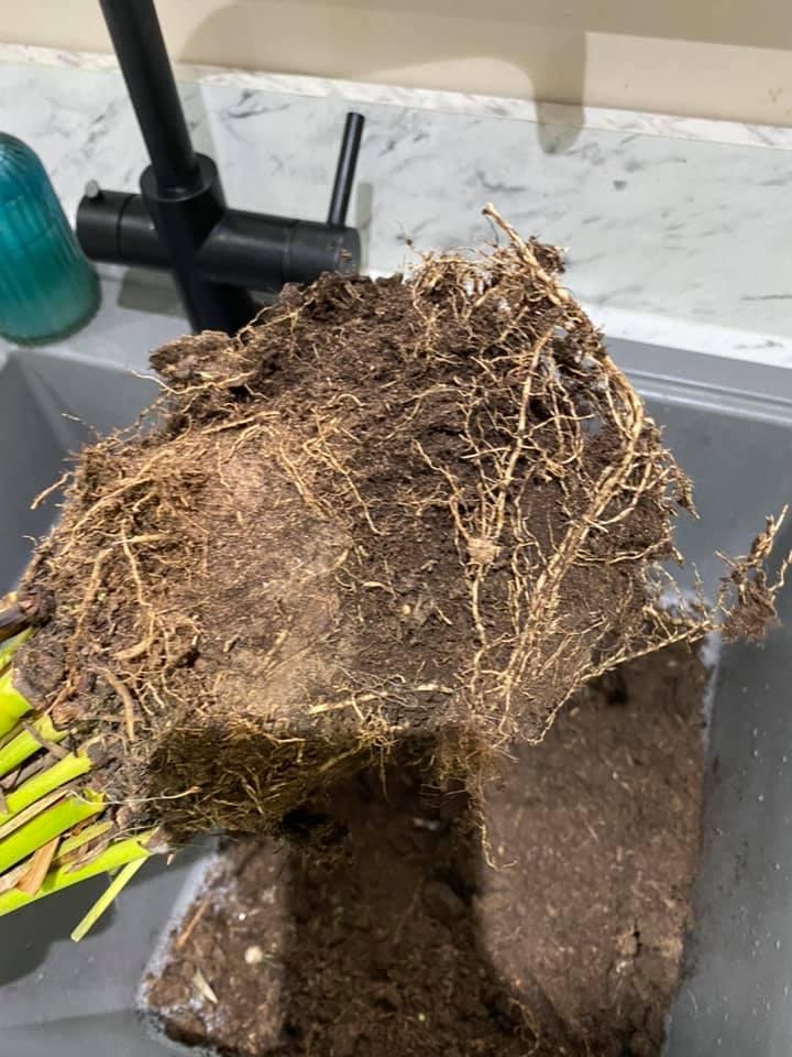 Root Rot