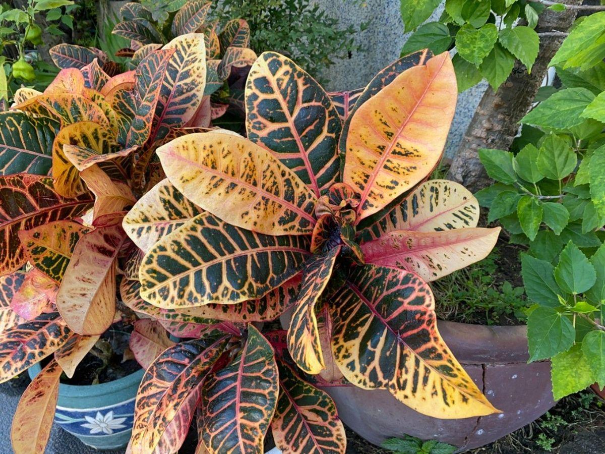Brown Crispy Leaves
