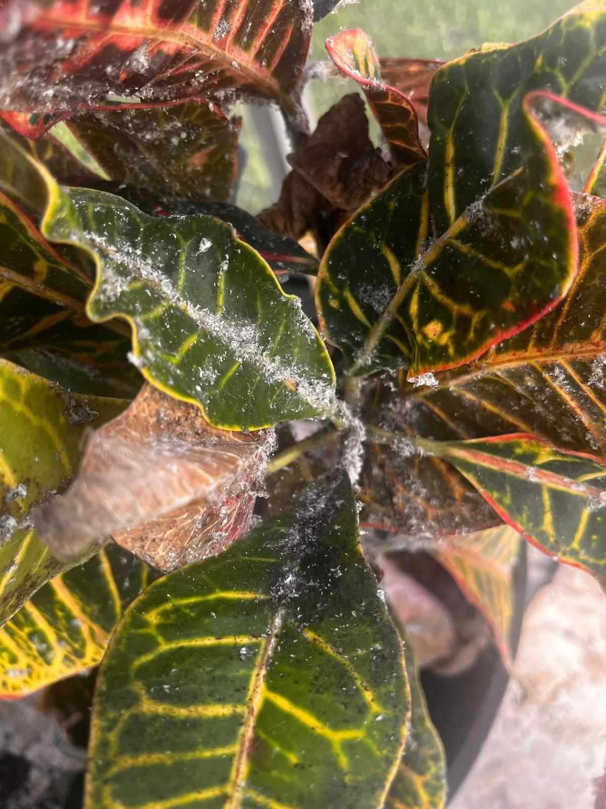 Mealybugs and Scale