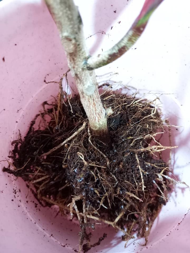 Root Rot