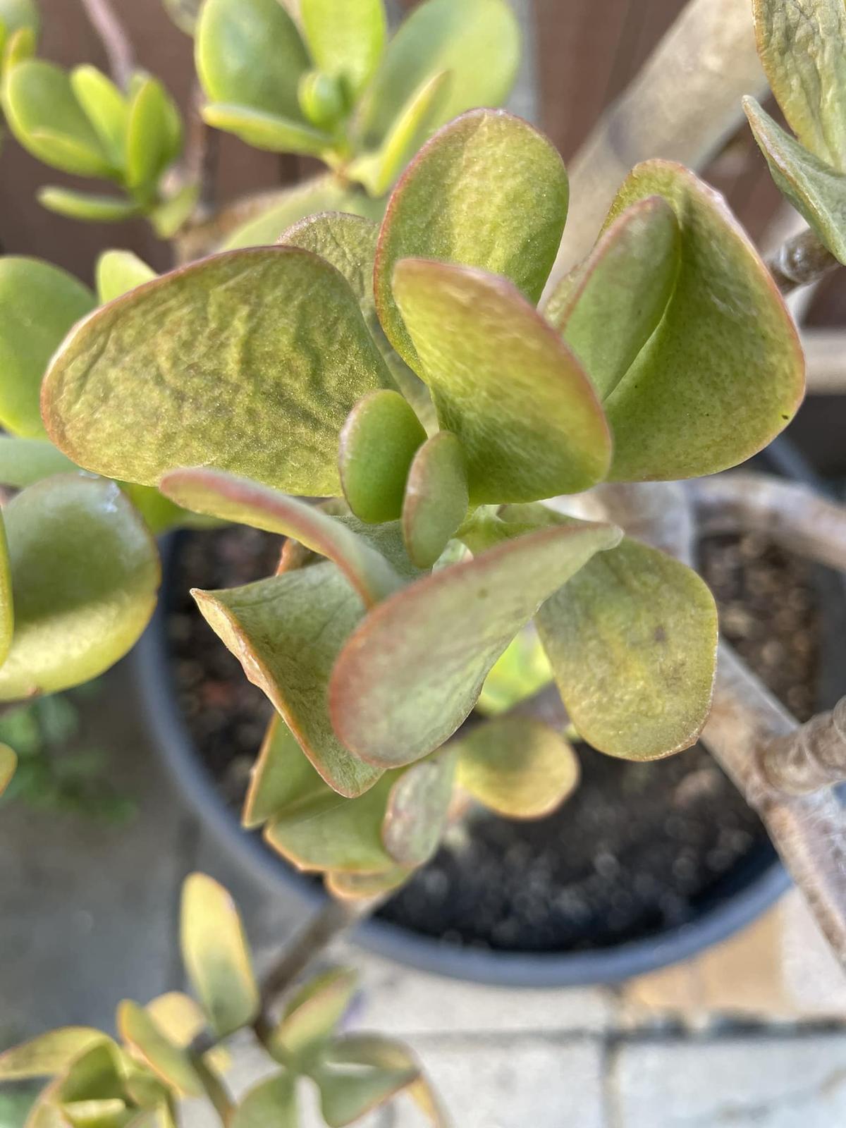 Wrinkled or Shriveled Leaves